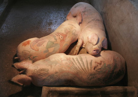  are most commonly used for identification or branding. tattoos on pig